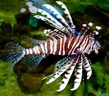 Морской скорпион