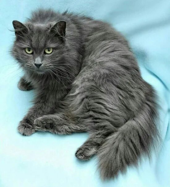 Сибирские кошки. Питомник ВАЛЕНВИК / Valenvic ( сибирские котята)