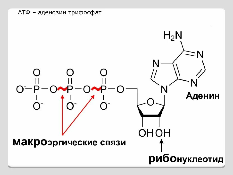 Макроэрги. АТФ формула биохимия. Аденозин 5 трифосфат. Структурная формула АТФ. Структурная формула АТФ биохимия.