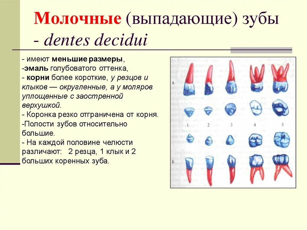 Таблица 5. Сроки прорезывания молочных (сменных) и постоянных зубов - Студопедия
