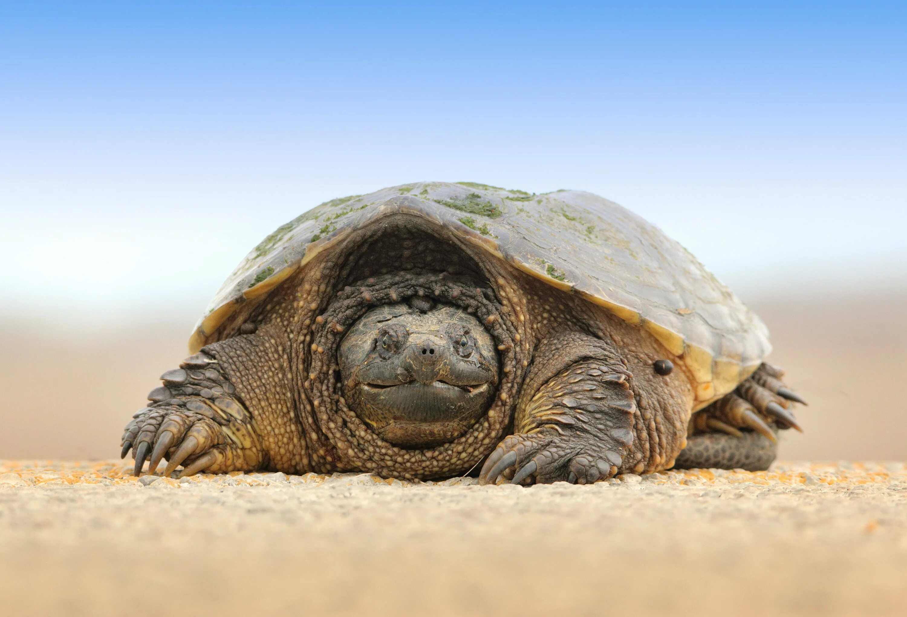 Ютуб черепахи. Черепахи Turtle Tortoise. Пресмыкающиеся черепахи. Сухопутная черепаха и морская черепаха. Сухопутная черепаха.