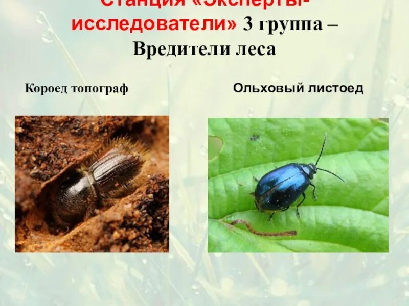 В.И. Гуменюк: фотографии жуков - июль 2005 г.