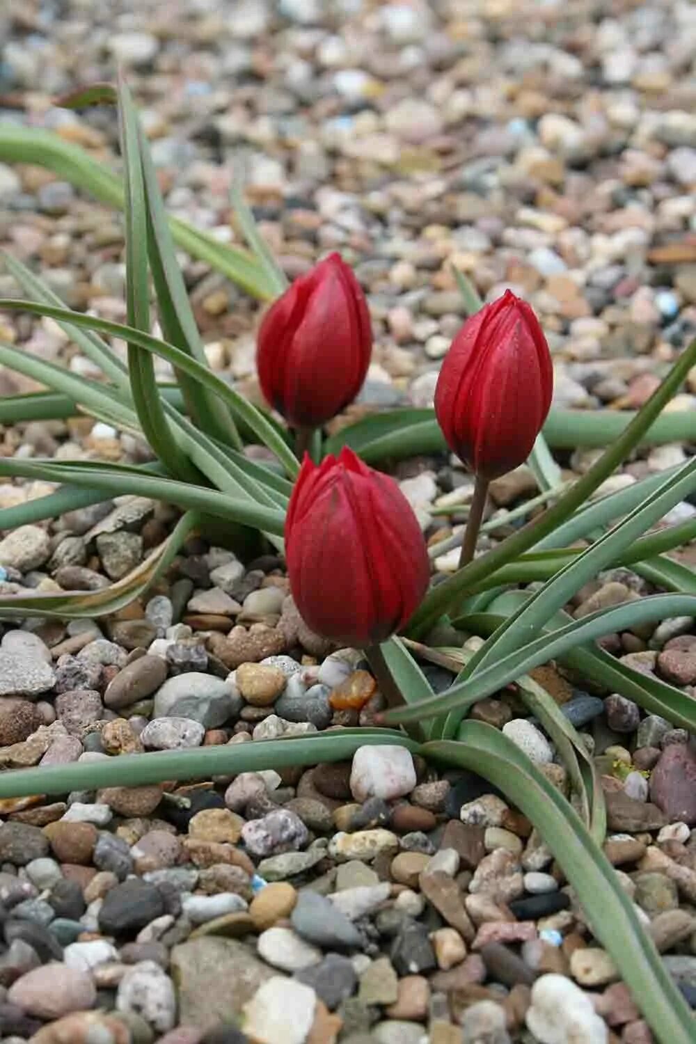 Wallpaper : tulips, flowers, loose, Earth, herbs, bed 2400x1800 - CoolWallpapers