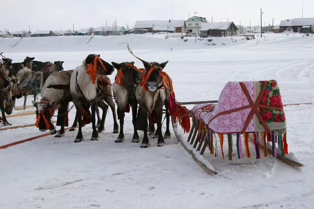 манси оленеводы. ненцы народ промысел. коренные малочисленные народы севера янао. волочанка таймыр. день коренных народов мира.