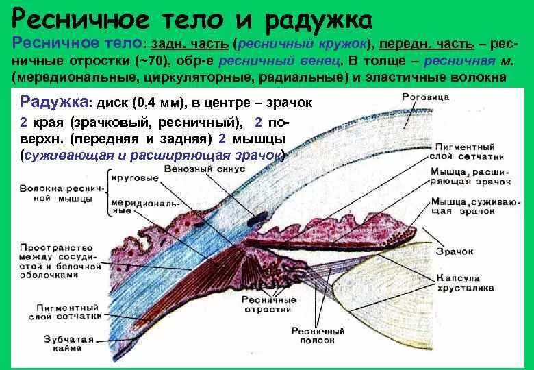 Функция ресничной мышцы