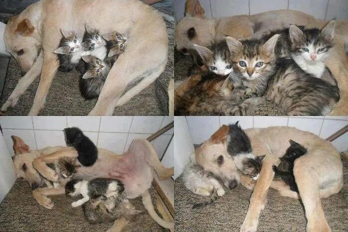 Обучающее сочинение по картинкам. Смешные котики с подписями. Принес куда домой. Собака несет кота. Кот идет домой.