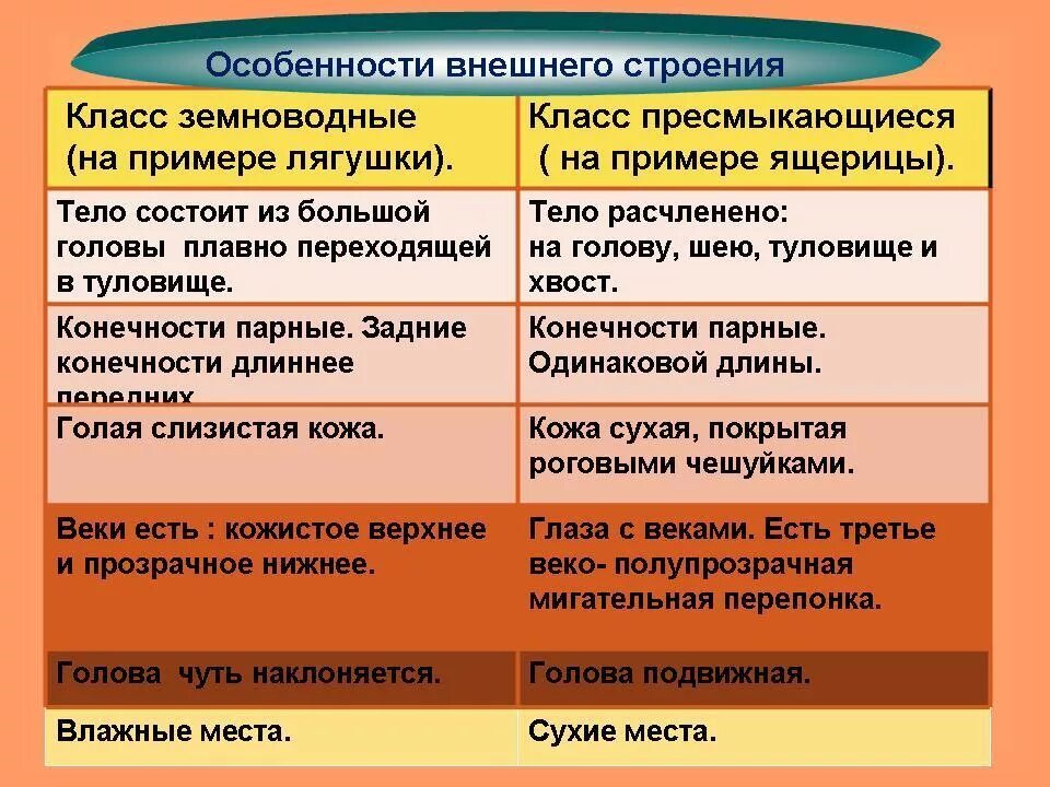 Сравнительная таблица амфибий и рептилий. Таблица различия головастика и лягушки. Характеристика амфибий и рептилий. Сравнительная характеристика рыб и амфибий. Сравнение земноводных.