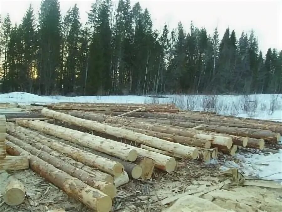 Нужно вывести из леса 35 бревен. Строевой лес. Полураскрытый строевой лес.