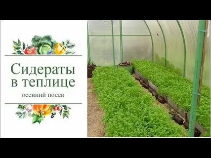 Сидераты после томатов в теплице осенью