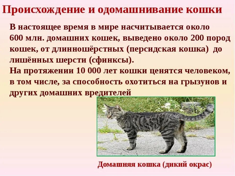 Сообщение кошачье. Сообщение о кошке. проект на тему кошки. доклад про кошек. исследовательская работа про кошек.