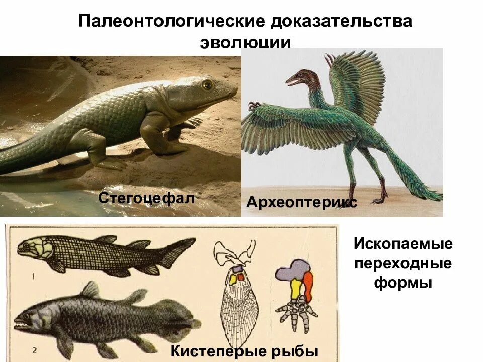 Эволюционные доказательства животных. Археоптерикс доказательства эволюции. палеонтологические доказательства эволюции ископаемые формы. палеонтологические доказательства эволюции стегоцефал. палеонтологические доказательства эволюции палеозойской эры.