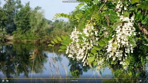 Слушать романс белой акации гроздья. Белой акации гроздья. Романс белой акации гроздья душистые. Белой акации гроздья душистые дни Турбиных.