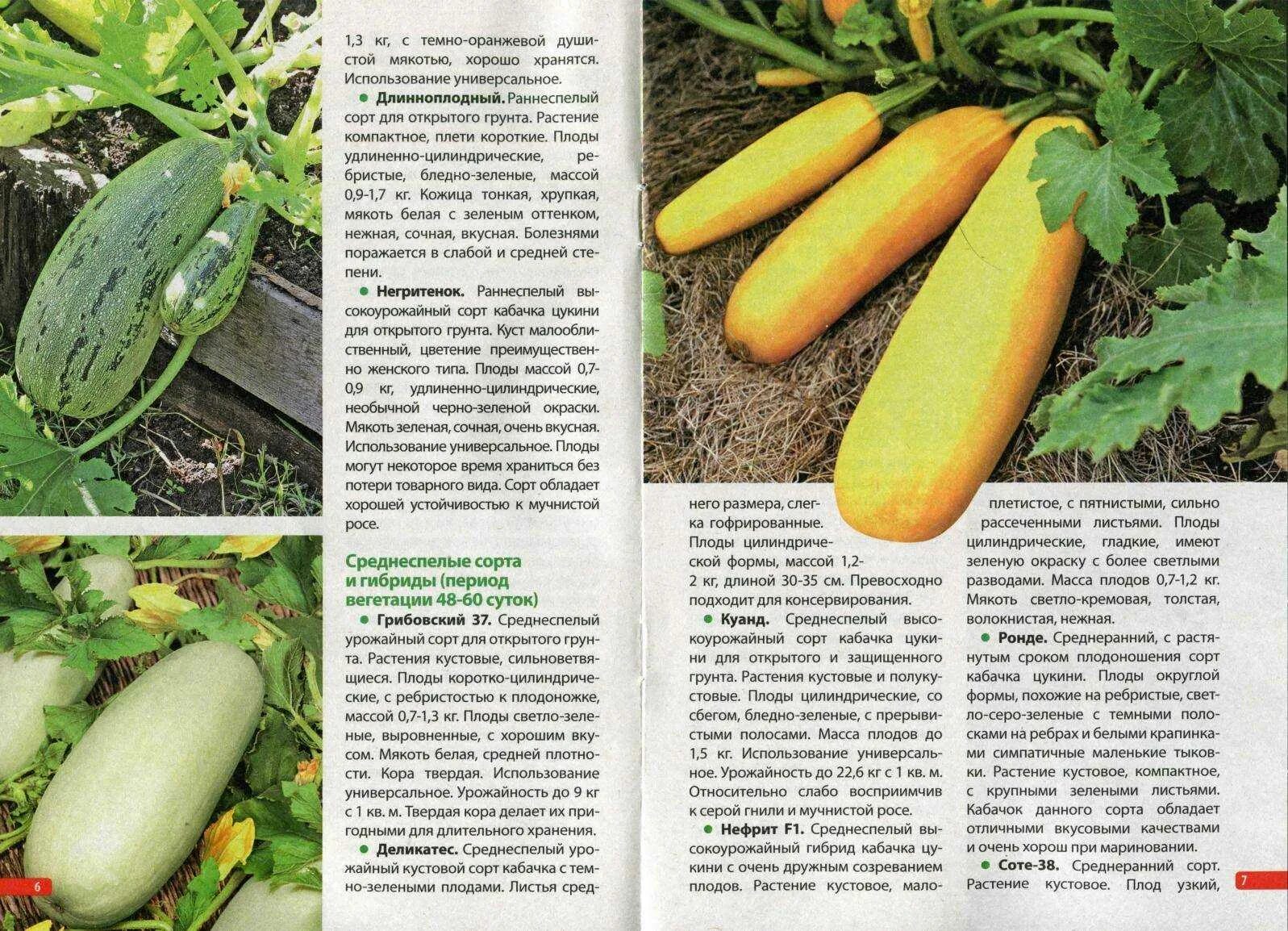 Лучшие сорта кустовых кабачков для открытого грунта. Цукини лучшие сорта для открытого грунта. цукини сорта для открытого грунта семена лучшие сорта. кабачок цукини описание сорта. кабачки цукини семена лучшие сорта.
