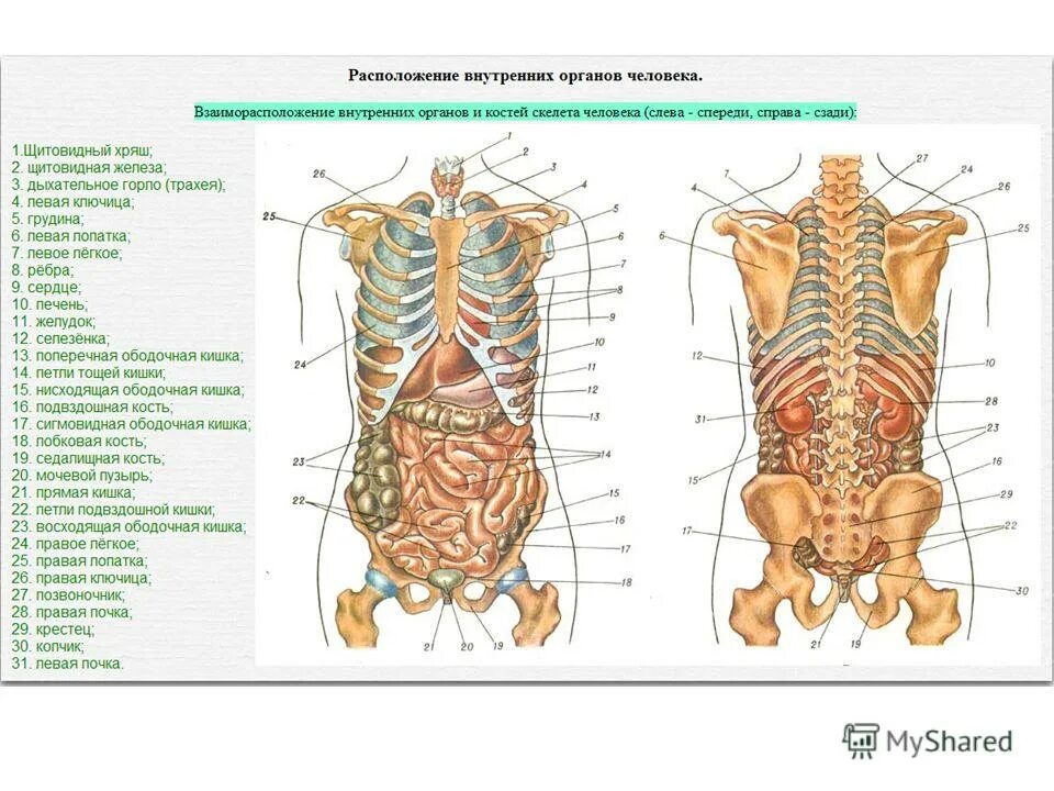 Анатомия человека расположение органов
