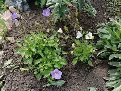 Посадка колокольчиков в открытый грунт