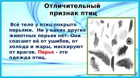 Кто такие птицы 1 класс презентация школа