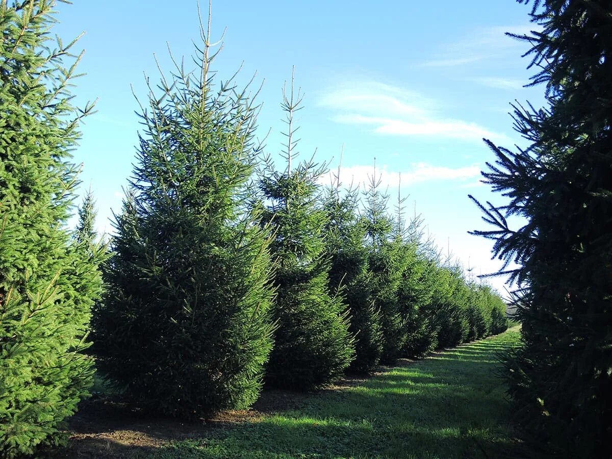 Светло хвойные. Лиственница Сибирская Larix sibirica. Хвойные Смарагдова. Дакридиум кипарисовый. Быстрорастущие хвойные.