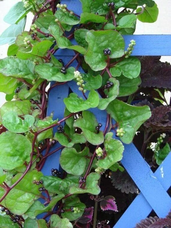 Базелла фото посадка и уход Malabar Spinach 'Red Vine' (Basella alba 'rubra') in 2021 Malabar spinach, Red