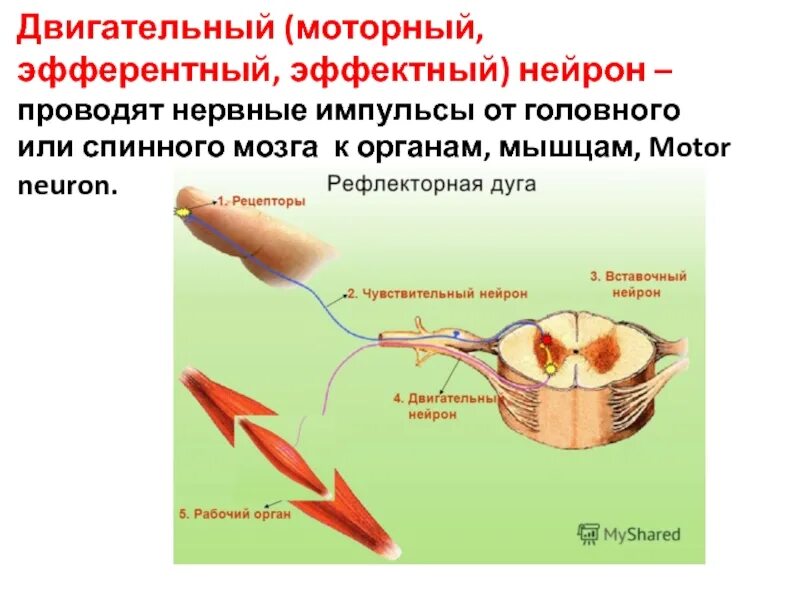 От головного мозга к рабочим органам