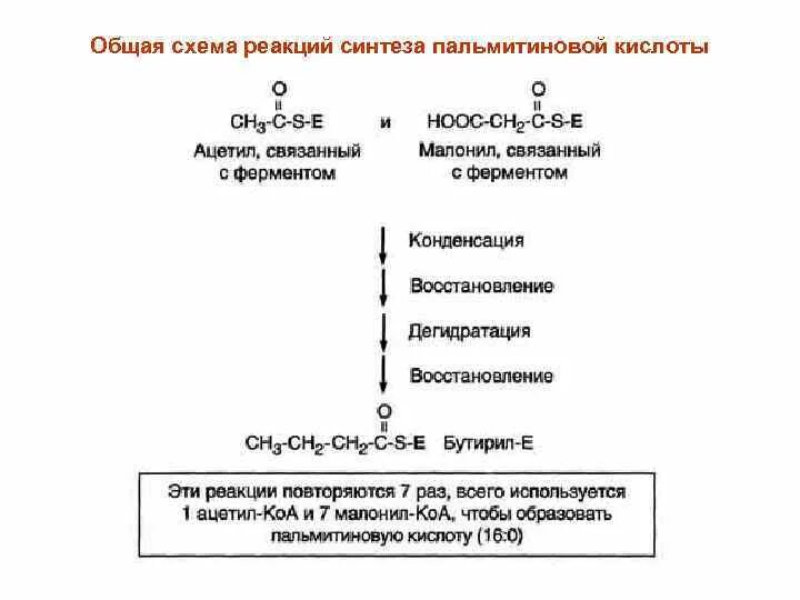 Синтез пальмитиновой. Общую схему синтеза пальмитиновой кислоты.. Схема образования пальмитиновой кислоты. Первый цикл синтеза пальмитиновой кислоты. Схема синтеза пальмитиновой кислоты.