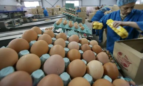 На птицефабрике упаковали 860 яиц в большие