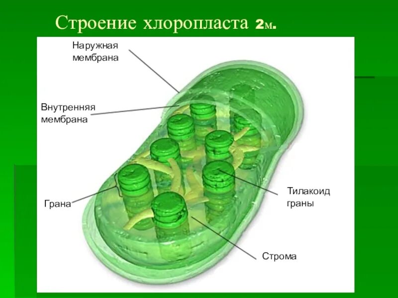 Мембрана хлоропласта строение. Тилакоиды Гран хлоропласта. Внутренняя мембрана хлоропласта. Наружная мембрана хлоропласта функции. Двойная мембрана хлоропласта.