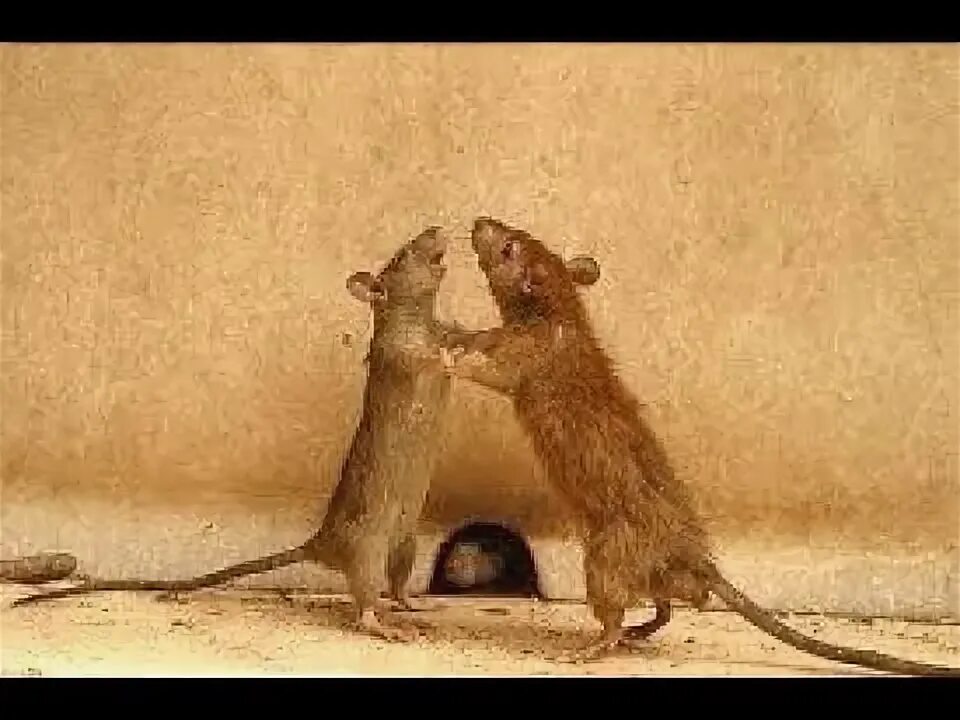 Смешные крысы. Крысятничать. Смешные мышки. Смешные грызуны. Мышь с деньгами.