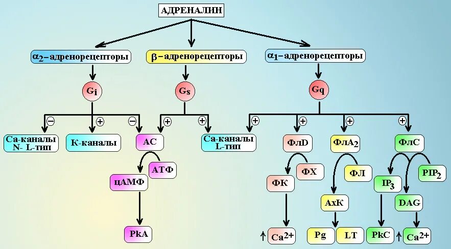 B2 адренорецепторы. А1 адренорецепторы локализация. альфа 1 адренорецепторы. альфа и бета адренорецепторы. адреналин и альфа рецепторы.