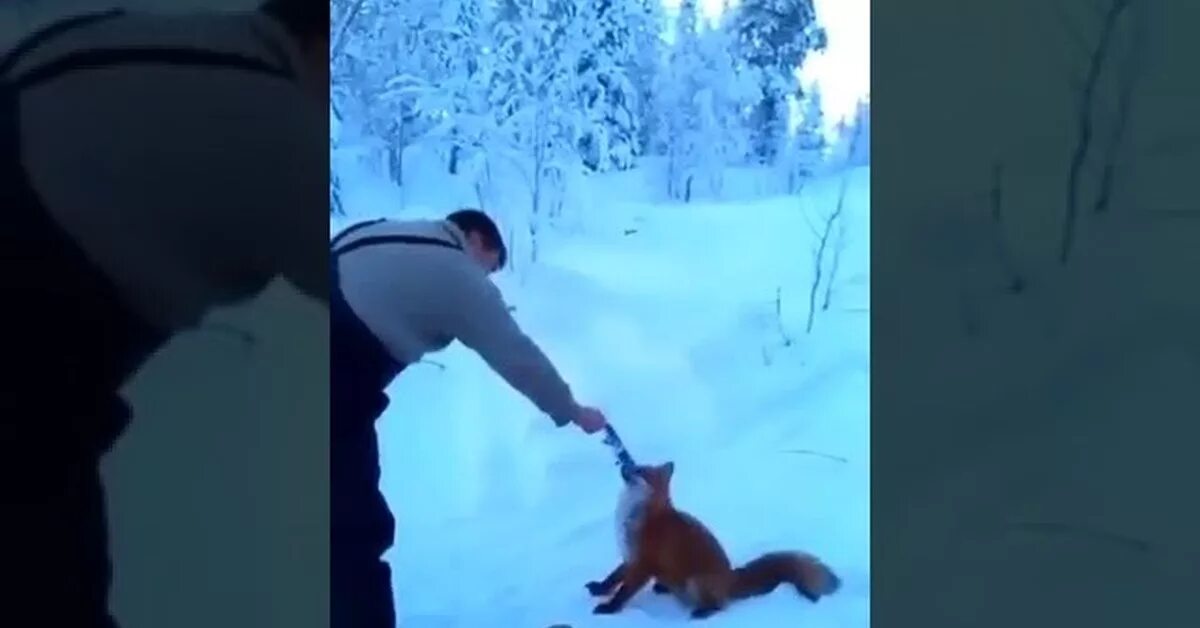 Включи лиса украла. Включи лиса украла. Включи лиса украла. Лиса украла камеру. Включи лиса украла.
