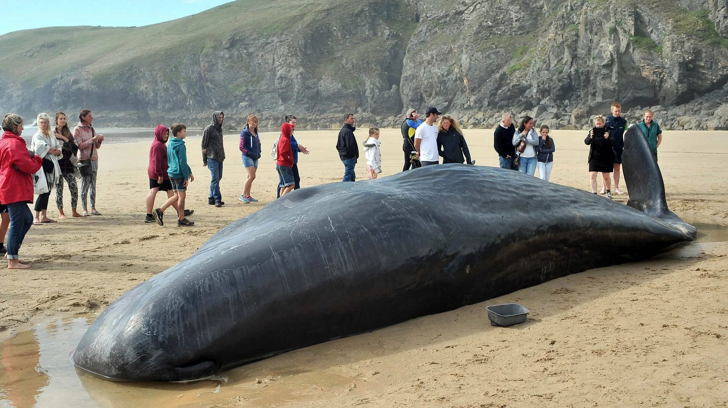 Видео самой большой. Исполинский кит. Гигантский кит. Самая большая кит в мире. Самые большие киты в мире.