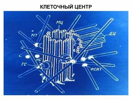 Клеточная 11