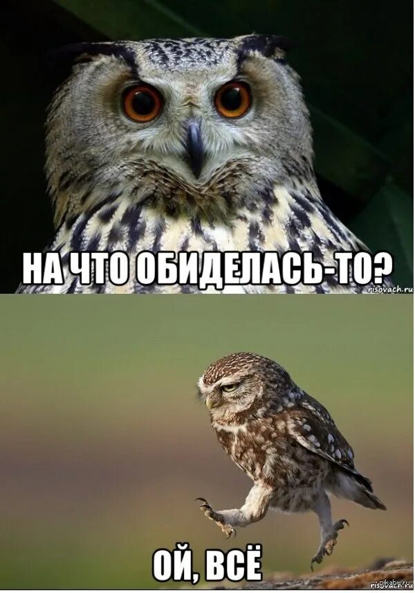 Юля обиделась. Гордая лама. Мем ты на меня обиделась. Прежде чем обидеть меня. Лама обиделась.