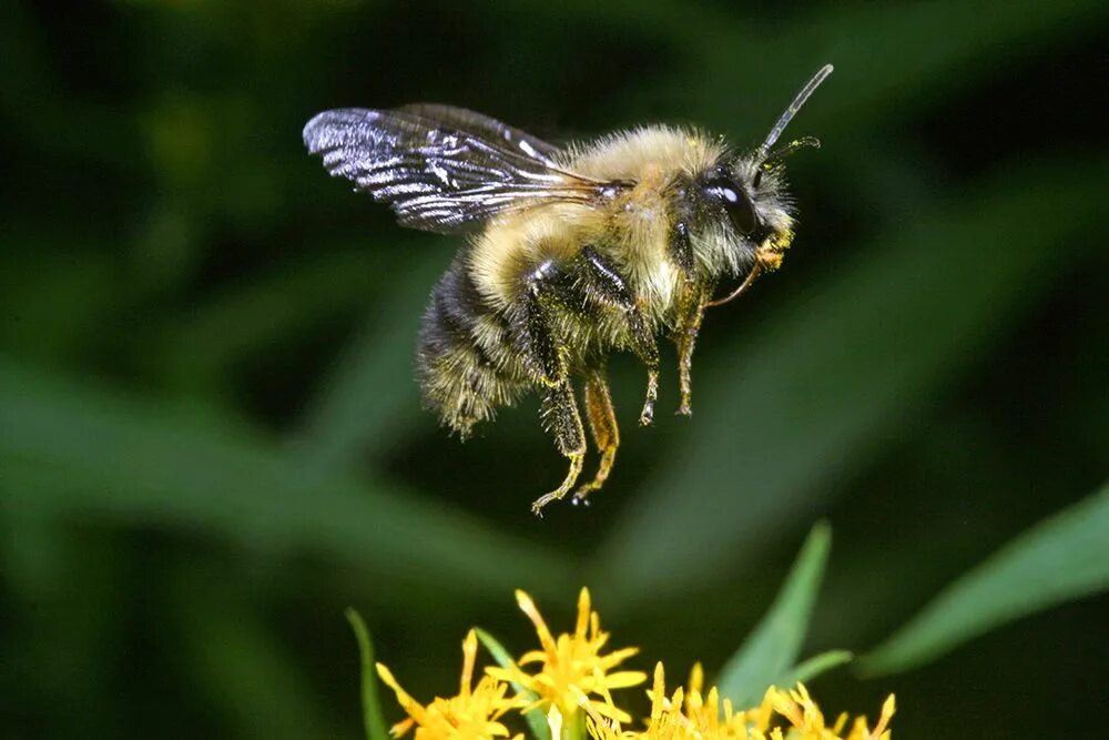 Bee fly. Насекомые пчела. Пчела в полете. Шмель в полете. Шмель насекомое.