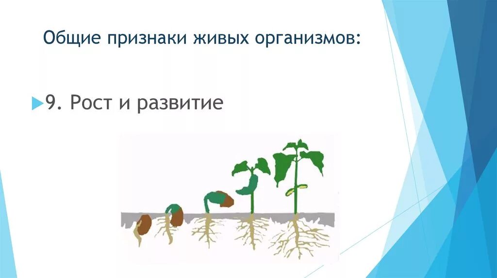 Рост живых организмов. Признаки живых организмов рост и развитие. Рост свойство живого. Развитие свойство живых организмов.