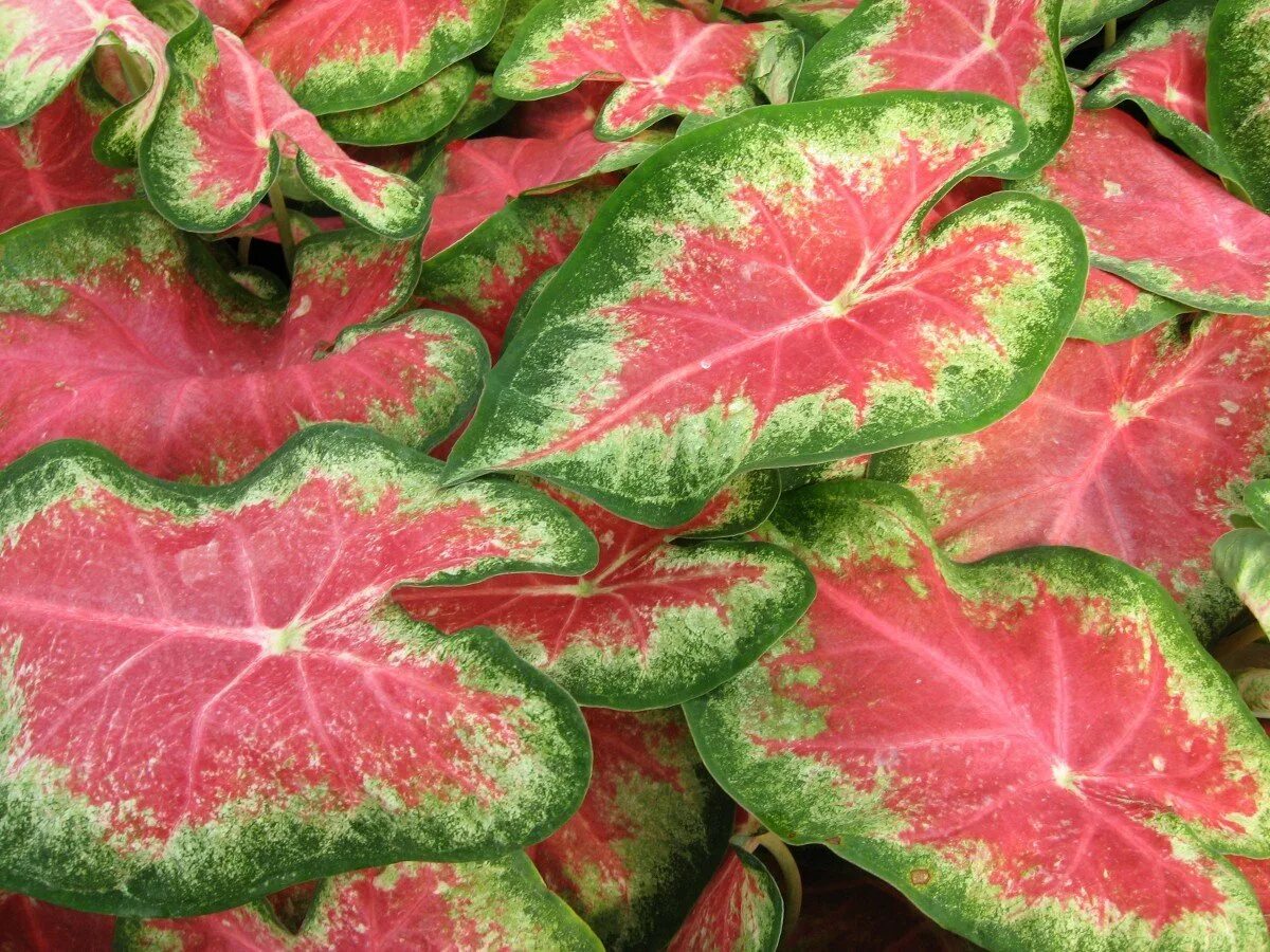 Строманта кроваво-красная. Аглаонема ромео. Зелено красное комнатное растение. Аглаонема маранта. Колеус с красными листьями.