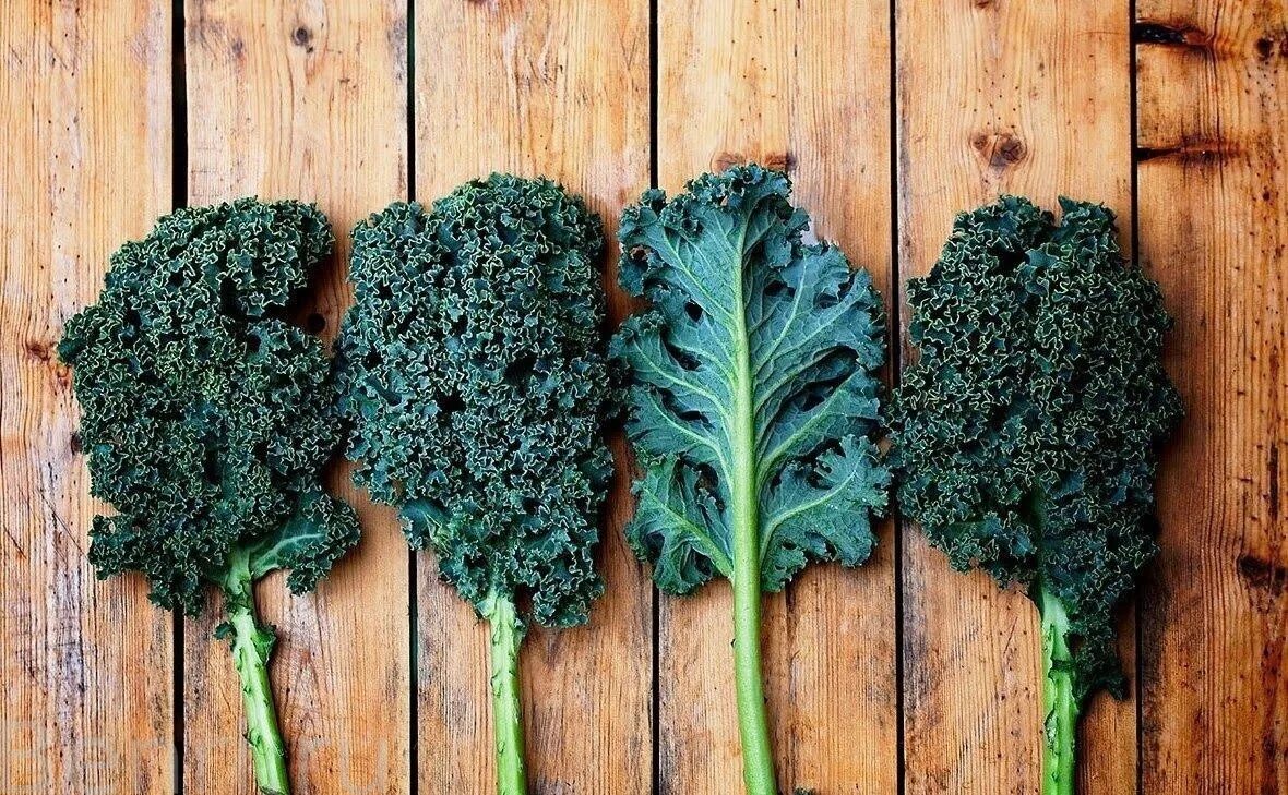 Green Kohl Kale Vegetables free image download