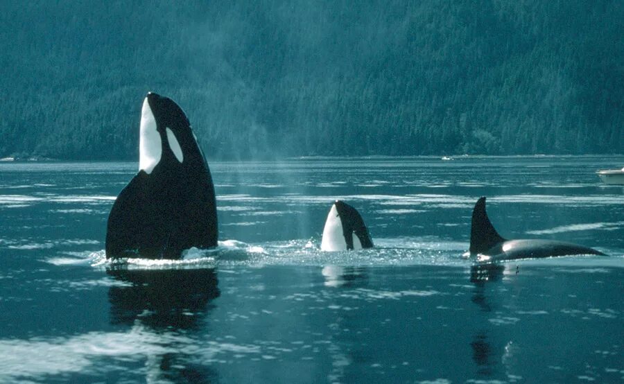 Касаток спасли?. Касатка меланист. Бухта касатка сахалин. Охотское море касатки. Касатка в природе.