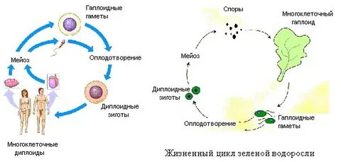 Гаплоидные стадии жизненного цикла растений