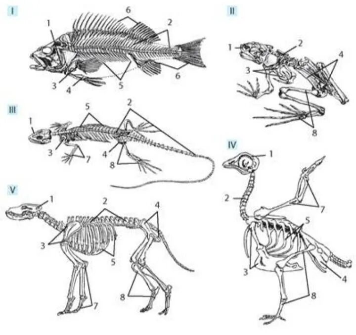 Приспособление позвоночного животного. Эволюция скелета позвоночных. Эволюция опорно-двигательной системы хордовых. Эволюция опорно-двигательной системы позвоночных животных. Филогенез скелета позвоночных.