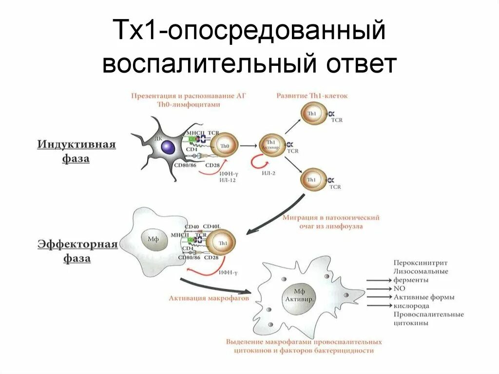 Этапы иммунного ответа. Клеточный иммунный ответ воспалительного типа. Схема воспалительного иммунного ответа. Схема клеточного иммунного ответа иммунология. Клеточный иммунный ответ th1.