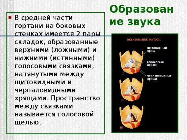 Способы подачи звука. Виды атаки звука в пении. Атака звука. В средней части гортани на боковых стенках имеется 2 пары. Типы атака звука в вокале.