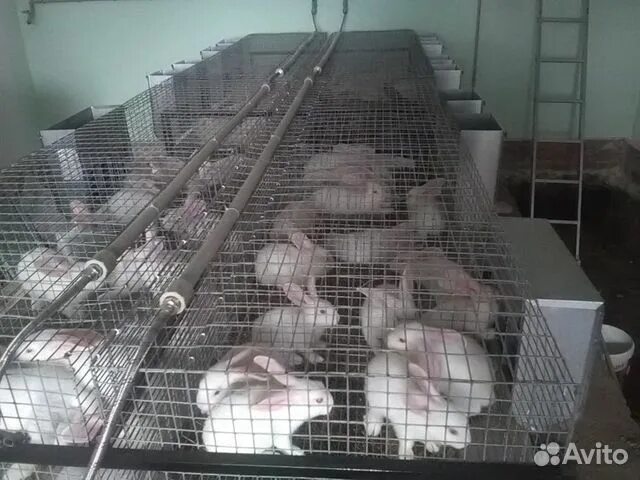 Купить кролика в курске. Кролики в Железногорске. Кролики мясного направления на продажу. Куда можно продать кроличье мясо.