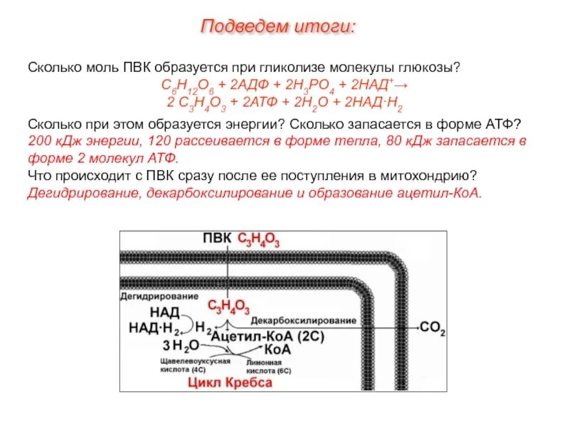 2 моль атф. Пиковый водогрейный котёл ПБЗ-209. Сколько энергии образуется при гликолизе моль Глюкозы. Сколько молекул ПВК образуется при гликолизе молекулы Глюкозы. Сколько ПВК образуется при гликолизе.