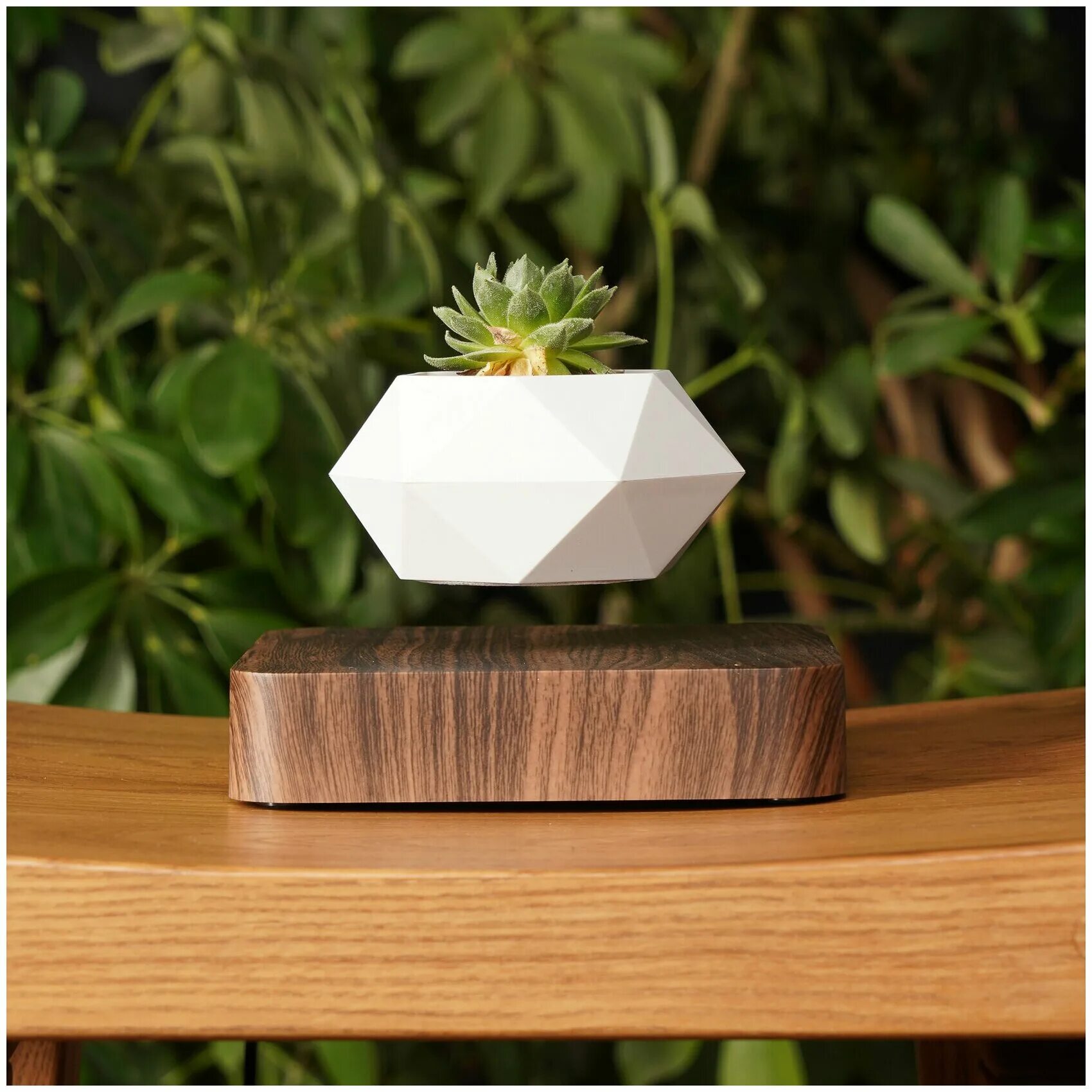 горшок орех