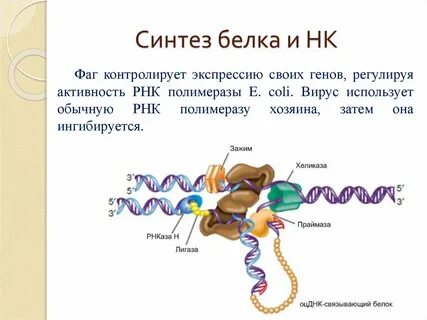 Синтезирует рнк