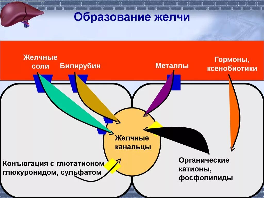 Схема механизма образования желчи. Механизм образования и отделения желчи. Схема выделения желчи. Образование желчи и желчных кислот.