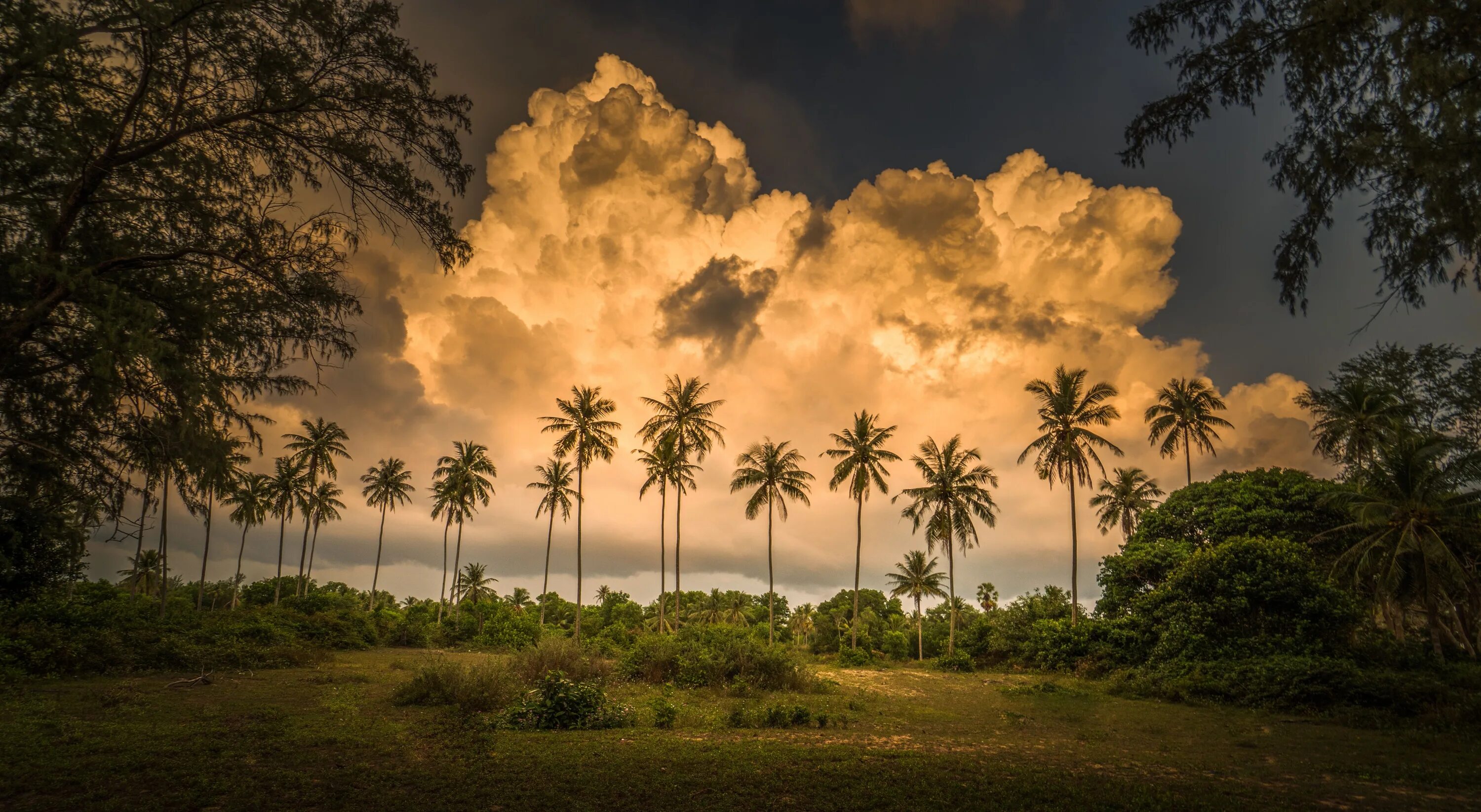 Пальмы в Африке. Природа пальмы. Тропические облака. Тайланд пальмы.