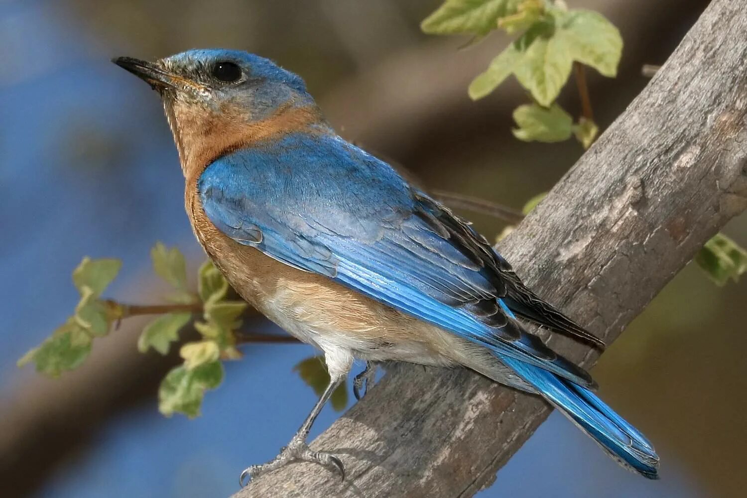 American birds. Голубая сиалия голубой Зяблик. Голубая кустарниковая Сойка. Птица с голубым брюшком. Птица с синей головой.