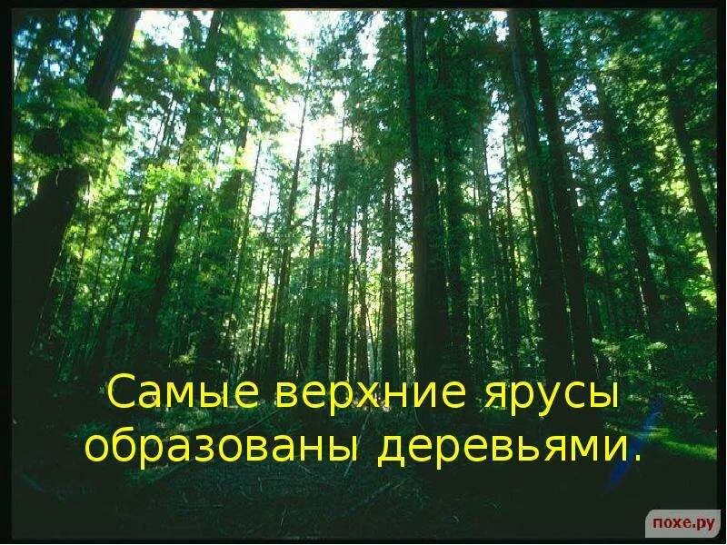 Жизнь леса материал. Проект жизнь леса 4 класс. Жизнь леса расказзззз. Корпусы по теме жизнь леса.