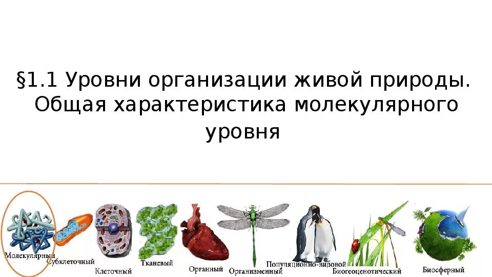 Уровни организации живой природы. Характеристика уровней организации живой природы. Уровни организации живого. Уровни организации живой природы таблица.